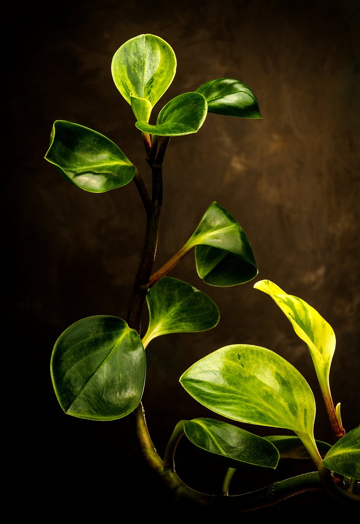 House Plant,  Muskego, Wisconsin