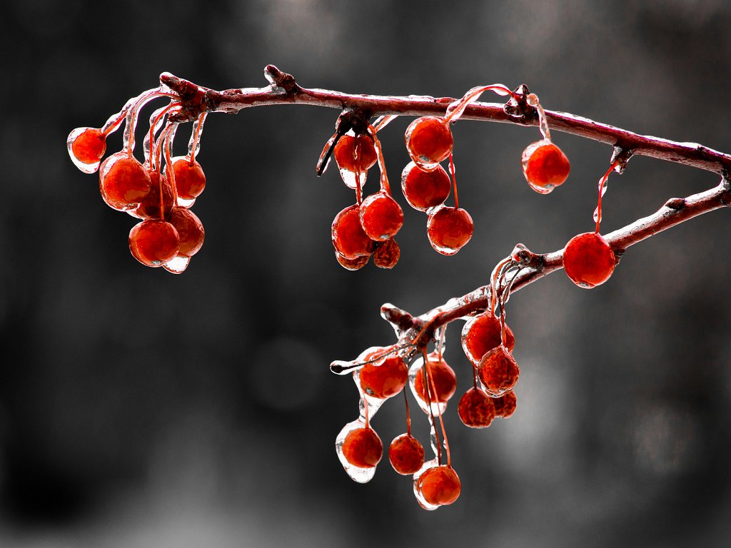 Frozen Berries, Denoon Park, Muskego, Wisconsin