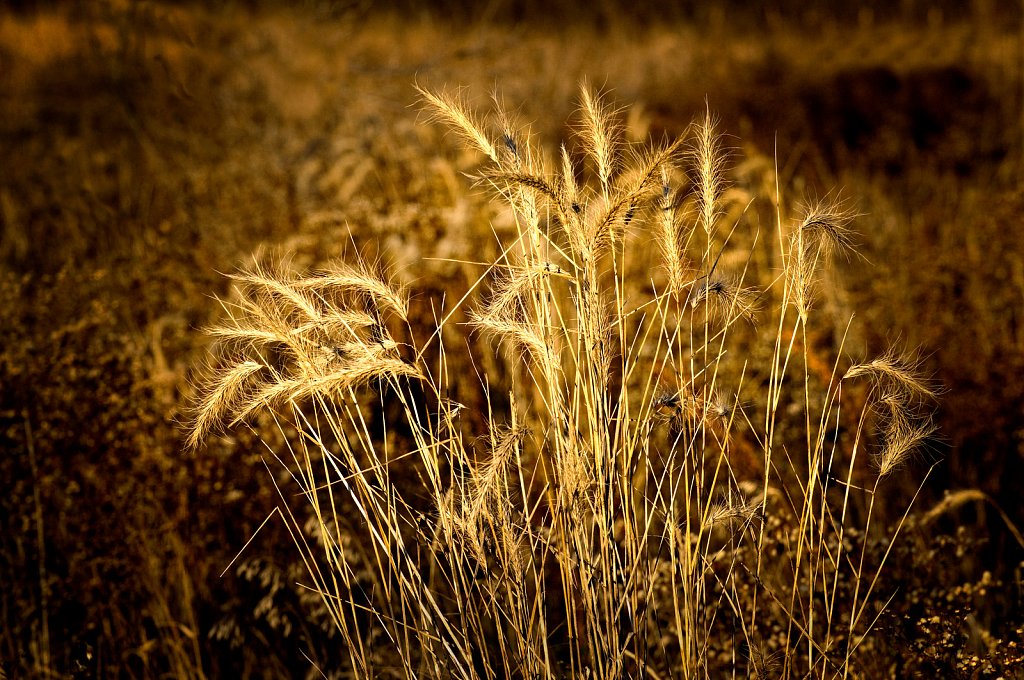 Golden Grass, Denoon Park, Muskego, Wisconsin