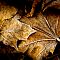 Leaves of Brown, Muskego, Wisconsin