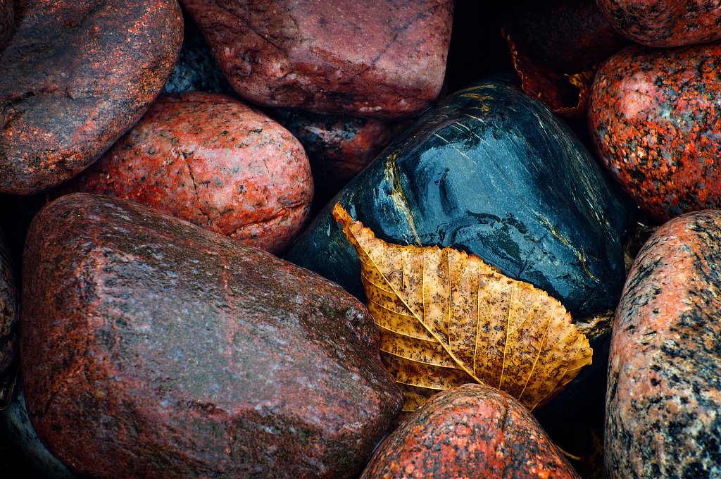 Golden Leaf and Stones, Lake Superior Provincial Park, Ontario, Canada