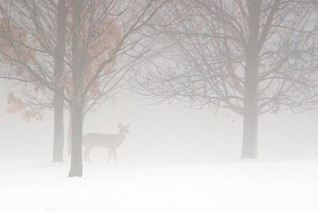Mist-ical Deer,  Whitnall Park, Franklin, Wisconsin